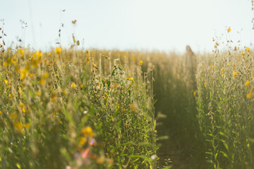 Beautiful Yellow flower of Sunn hemp