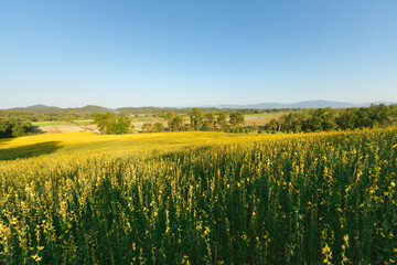 Beautiful Yellow flower of Sunn hemp