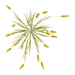 Obraz premium 3D rendering of Green sweet vernal grass on transparent background from top view