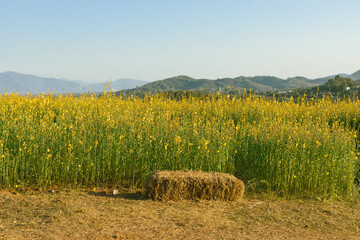 Beautiful Yellow flower of Sunn hemp