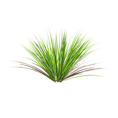 Fototapeta premium 3D rendering of Japanese rush grass on transparent background