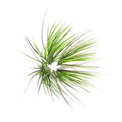 Fototapeta premium 3D rendering of Japanese rush grass on transparent background from top view