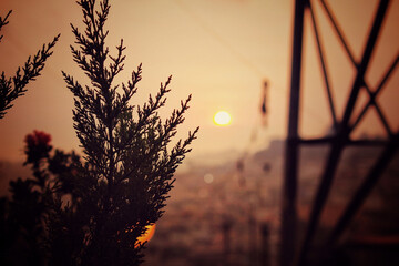 Silhouetted evergreen branch on a warm golden hour sunset