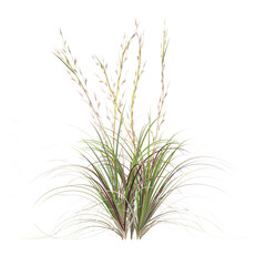 collection of Broomsedge bluestem grass with realistic style
