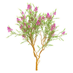 Obraz premium collection of Crape myrtle tree with realistic style