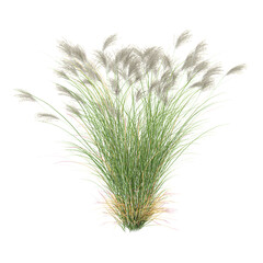Fototapeta premium collection of Fresh Gracillimus maiden hair grass on transparent canvas