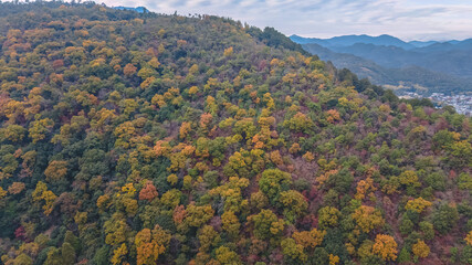 Nov 24 2025 Scenic Autumn Trees at Arashiyama Kyoto Japan
