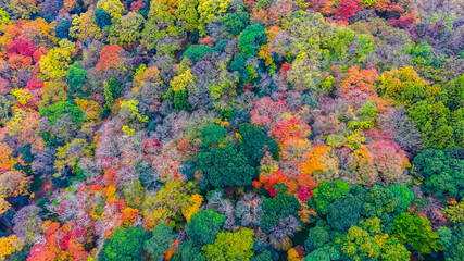 Nov 24 2025 Scenic Autumn Trees at Arashiyama Kyoto Japan