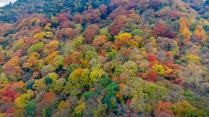 Nov 24 2025 Scenic Autumn Trees at Arashiyama Kyoto Japan