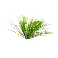 Fototapeta premium collection of Japanese rush grass on transparent canvas