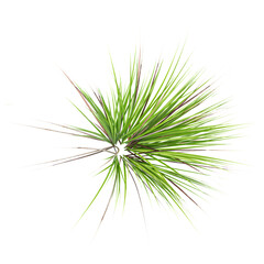 Fototapeta premium collection of Japanese rush grass with realistic style from top view