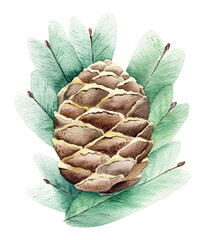 Isolated watercolor fir cone and branches clipart. Watercolor hand drawn illustration