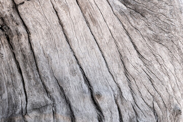 Old trunk detail board. Rustic wood background