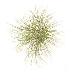 collection of zealand wind grass on transparent canvas from top view
