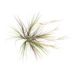 Green Broomsedge bluestem grass isolated on Canvas from top view