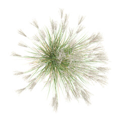 Green Fresh Gracillimus maiden hair grass isolated on Canvas from top view