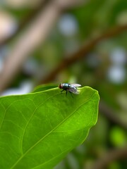 Fototapeta premium A small fly perched on the edge of a bright green leaf