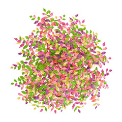 Green Heavenly bomboo tree isolated on Canvas from top view