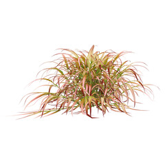 Green Japanese forest grass isolated on Canvas