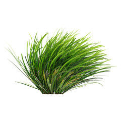 Green Mondo grass isolated on Canvas