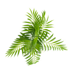 Green Neanthe bella palm tree isolated on Canvas from top view