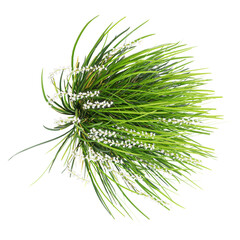 Green Mondo grass isolated on Canvas from top view