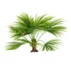 Green Paurotis palm tree isolated on Canvas