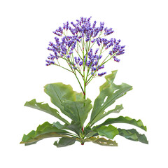 Green Perez's lavender Plant isolated on Canvas