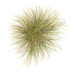 Green zealand wind grass isolated on Canvas from top view