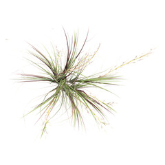 Isolated Broomsedge bluestem grass on transparent canvas from top view