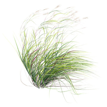 Isolated green big bluestem grass on transparent canvas