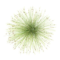 Isolated Green Fiberoptic Grass on transparent canvas from top view