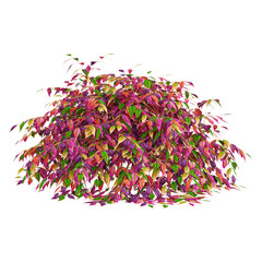 Isolated Heavenly bomboo tree on transparent canvas