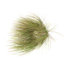Isolated zealand wind grass on transparent canvas from top view