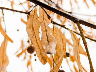 Foliage in the park. Autumn leaves of maple trees. Natural foliage, falling parts. Yellow leaf on branch tree.