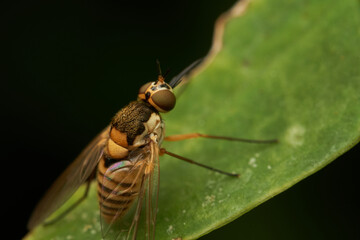 Macro view of golden fly on foliage