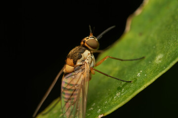 Macro view of golden fly on foliage
