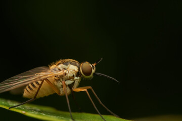 Golden yellow fly resting on green leaf