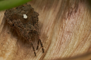 Macro view of spider on brown foliage