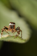 Macro portrait of vibrant masked spider