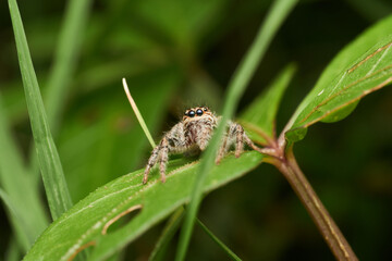 Brown jumping spider resting on leaf