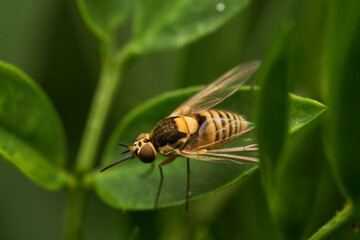 Macro view of golden fly on foliage