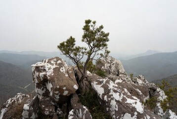 A lone coniferous tree grows straight from a rocky peak against a backdrop of endless misty mountains. A minimalist and inspiring landscape symbolizing resilience, vitality, and the majesty of the wil