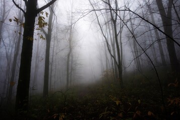 Ethereal morning mist flowing through a dense dark forest with slender leafless trees. Atmospheric and moody woodland landscape in late autumn or winter with a mysterious foggy glow between trunks.