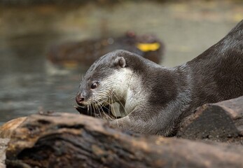 Smooth-coated otter