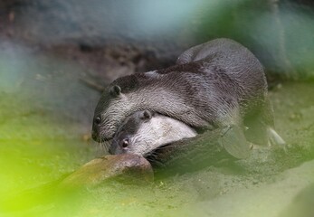Smooth-coated otter