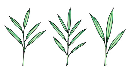 Fototapeta premium Green Botanical Branches with Narrow Leaves — Hand Drawn Foliage Elements, Watercolor Marker Style