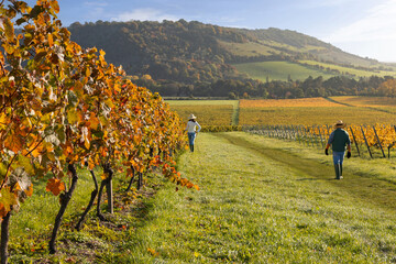 Vineyard workers walking through autumn grape vines at sunrise in the Surrey Hills, England