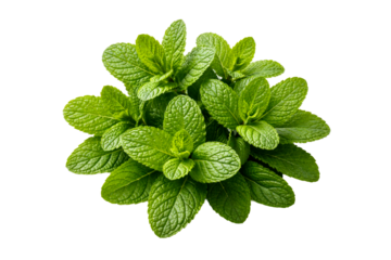 Fresh green mint leaves bundled together creating a vibrant culinary ingredient perfect for refreshing beverages cooking recipes and herbal remedies