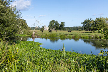 Pastoral scene in Surrey of cows eating grass on the banks of the River Wey navigation